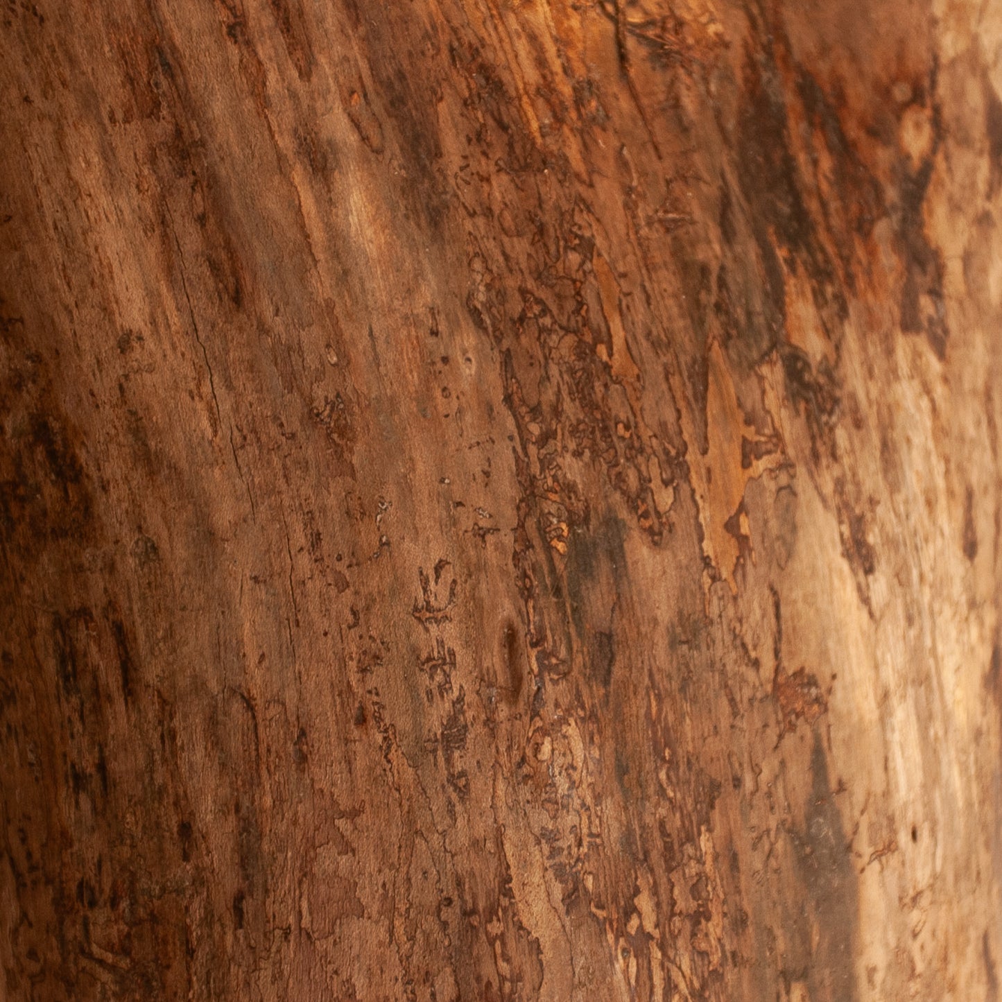 Lichtstück #006 - Archaische Treibholzskulptur